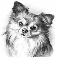 Animaux au crayon
